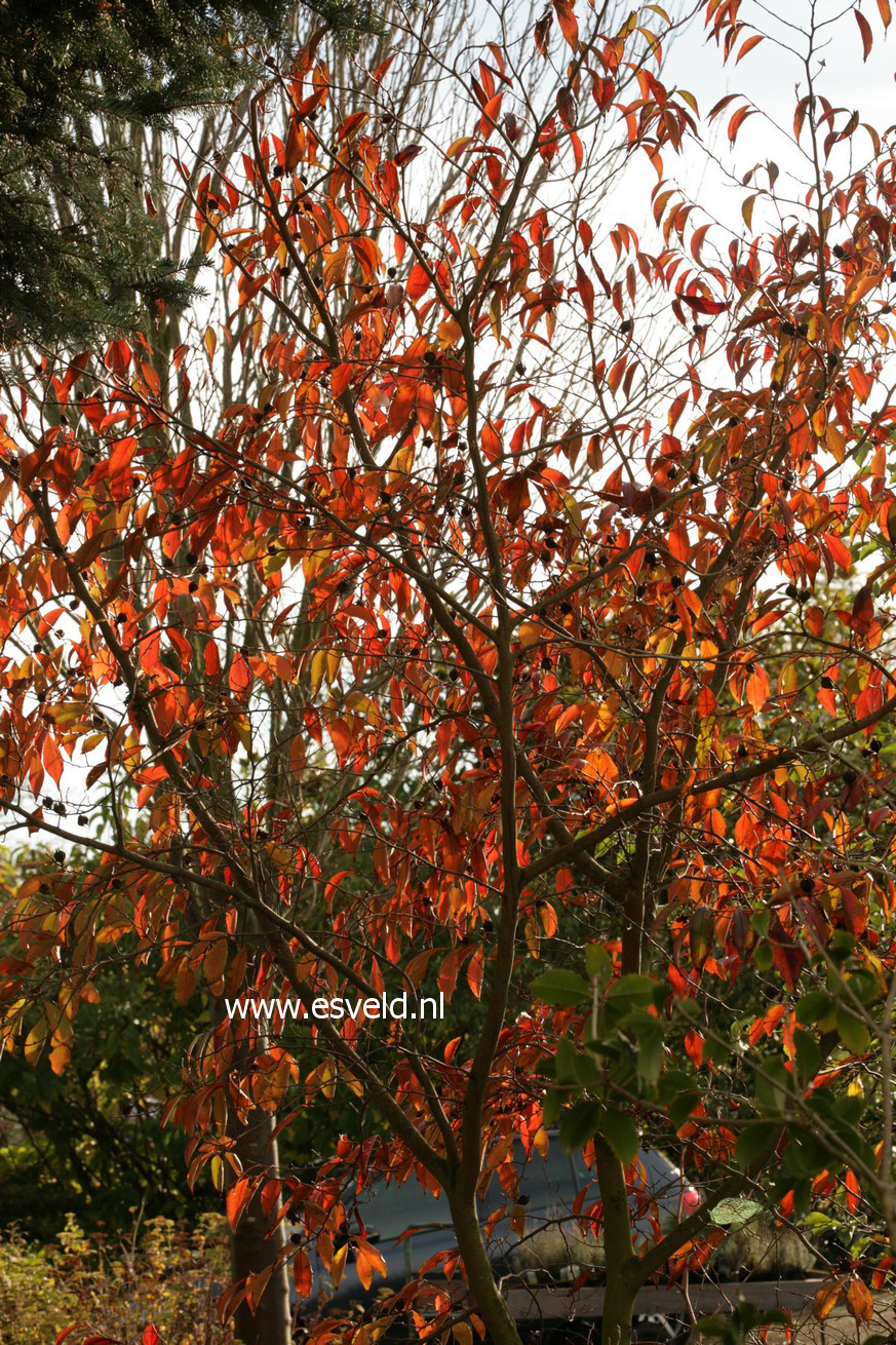 Stewartia rostrata