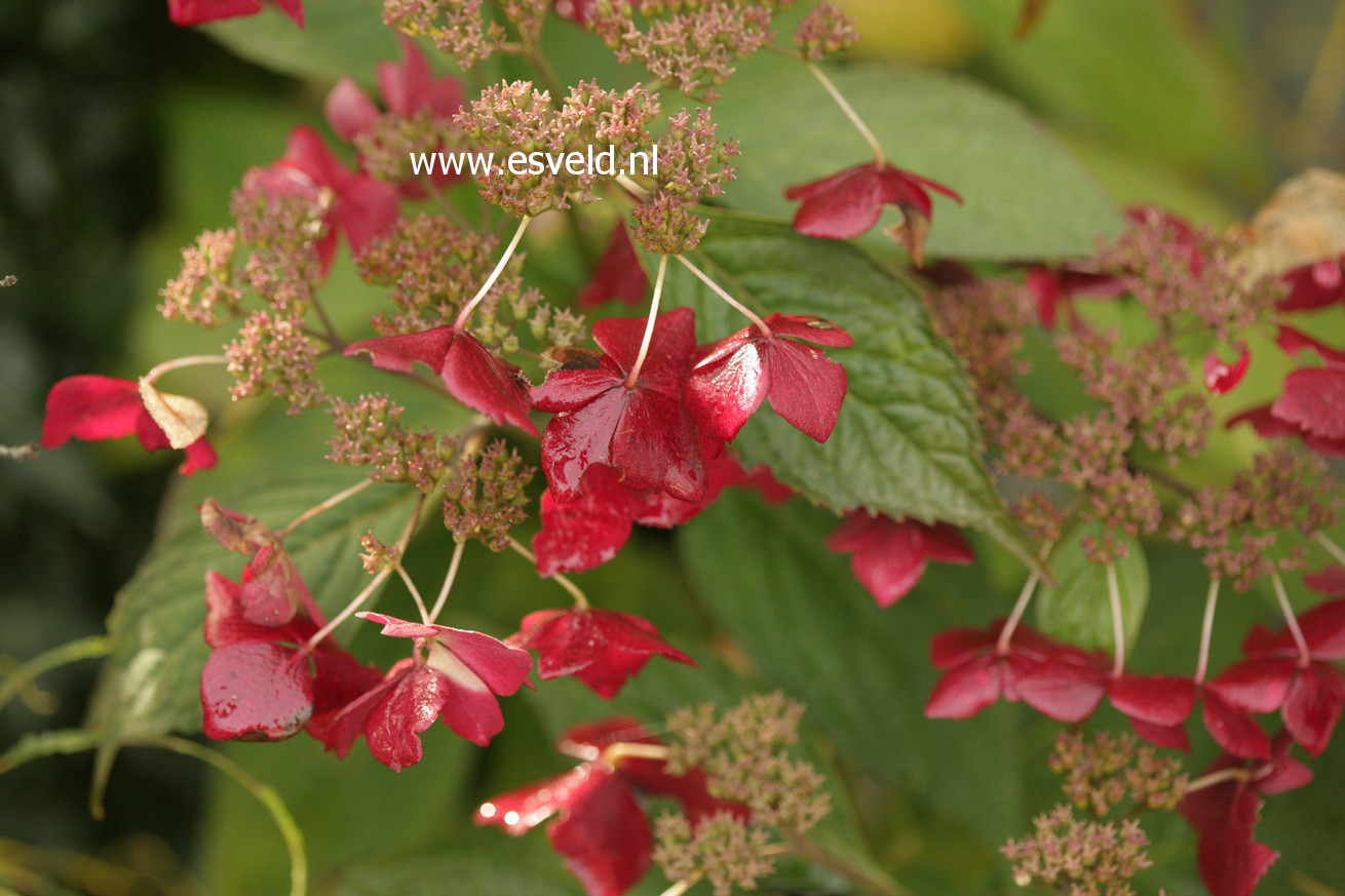 Hydrangea serrata 'Grayswood'