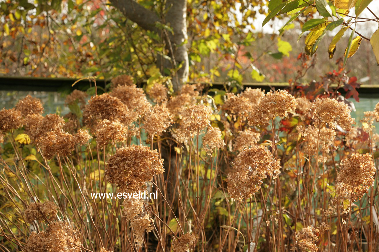 Hydrangea arborescens 'Annabelle'