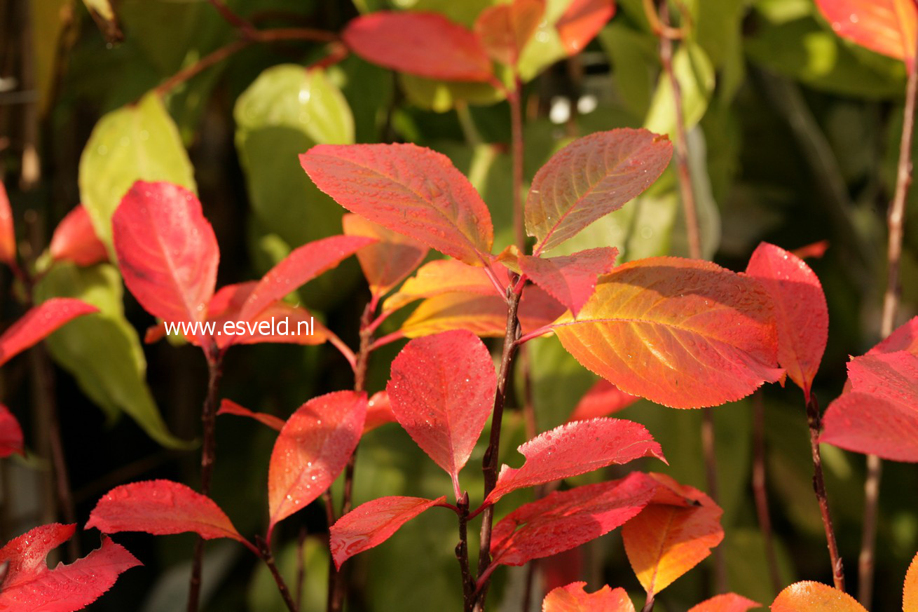 Aronia prunifolia 'Viking'