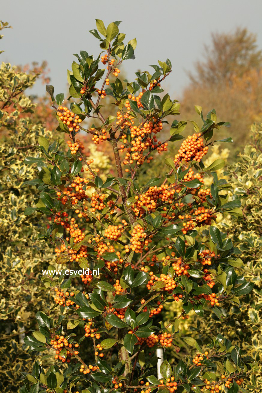 Ilex aquifolium 'Fructu Aurantiaca'