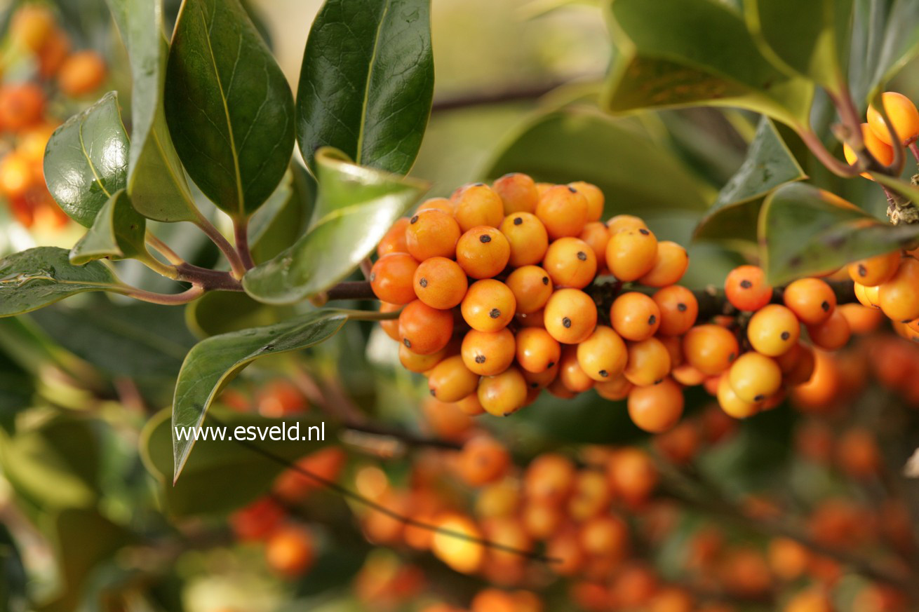 Ilex aquifolium 'Fructu Aurantiaca'