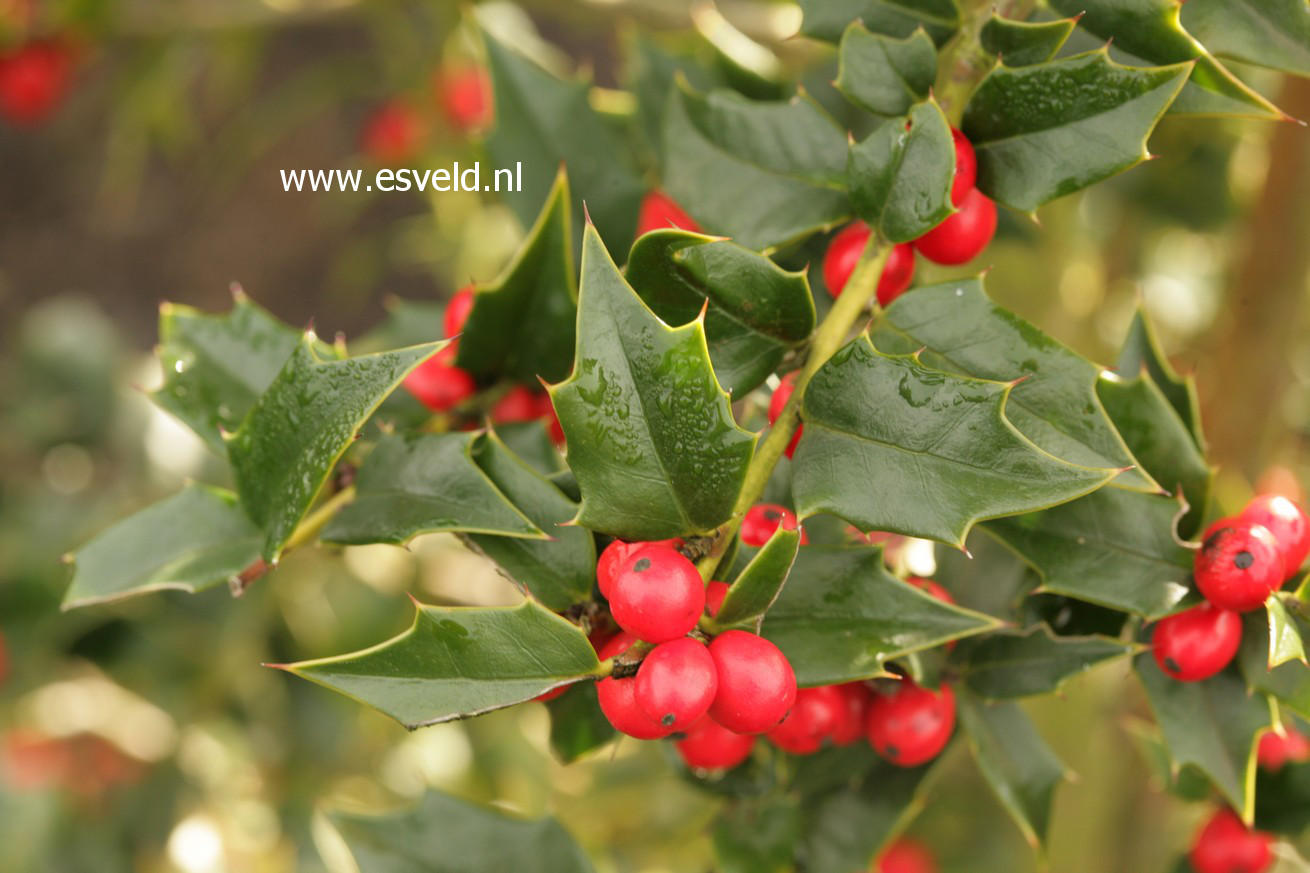 Plantentuin Esveld