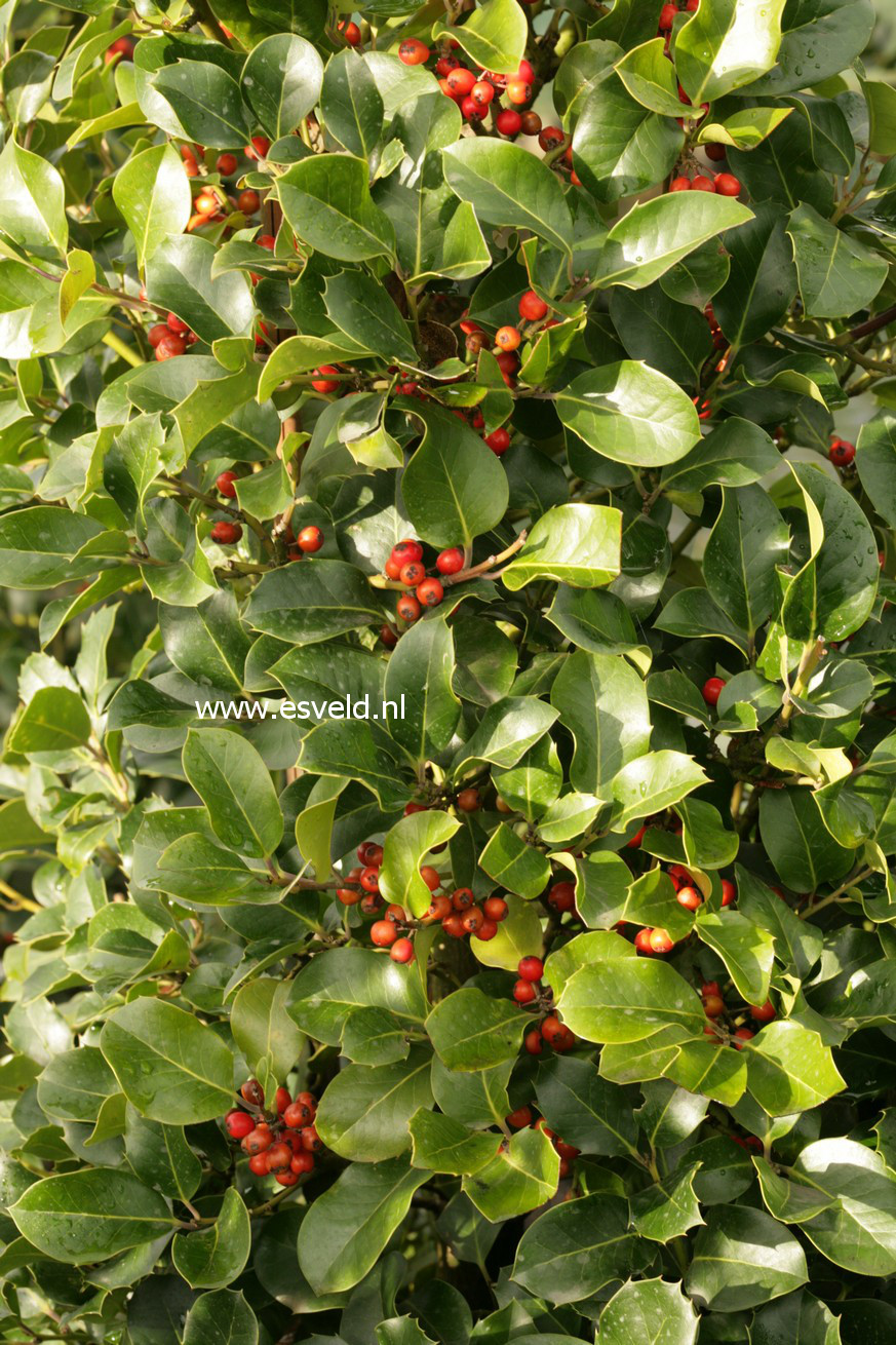 Ilex perado ssp. platyphylla