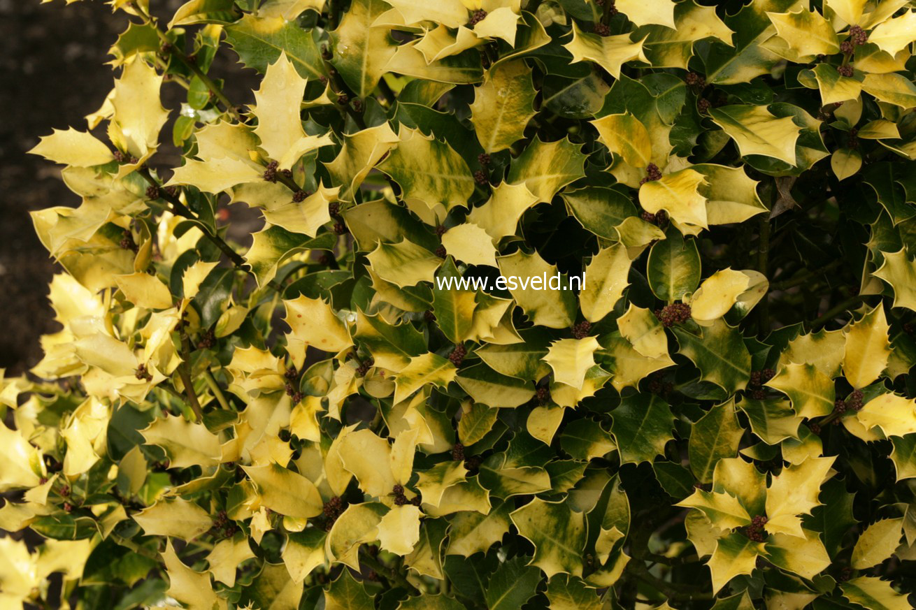 Ilex aquifolium 'Canadian Gold'