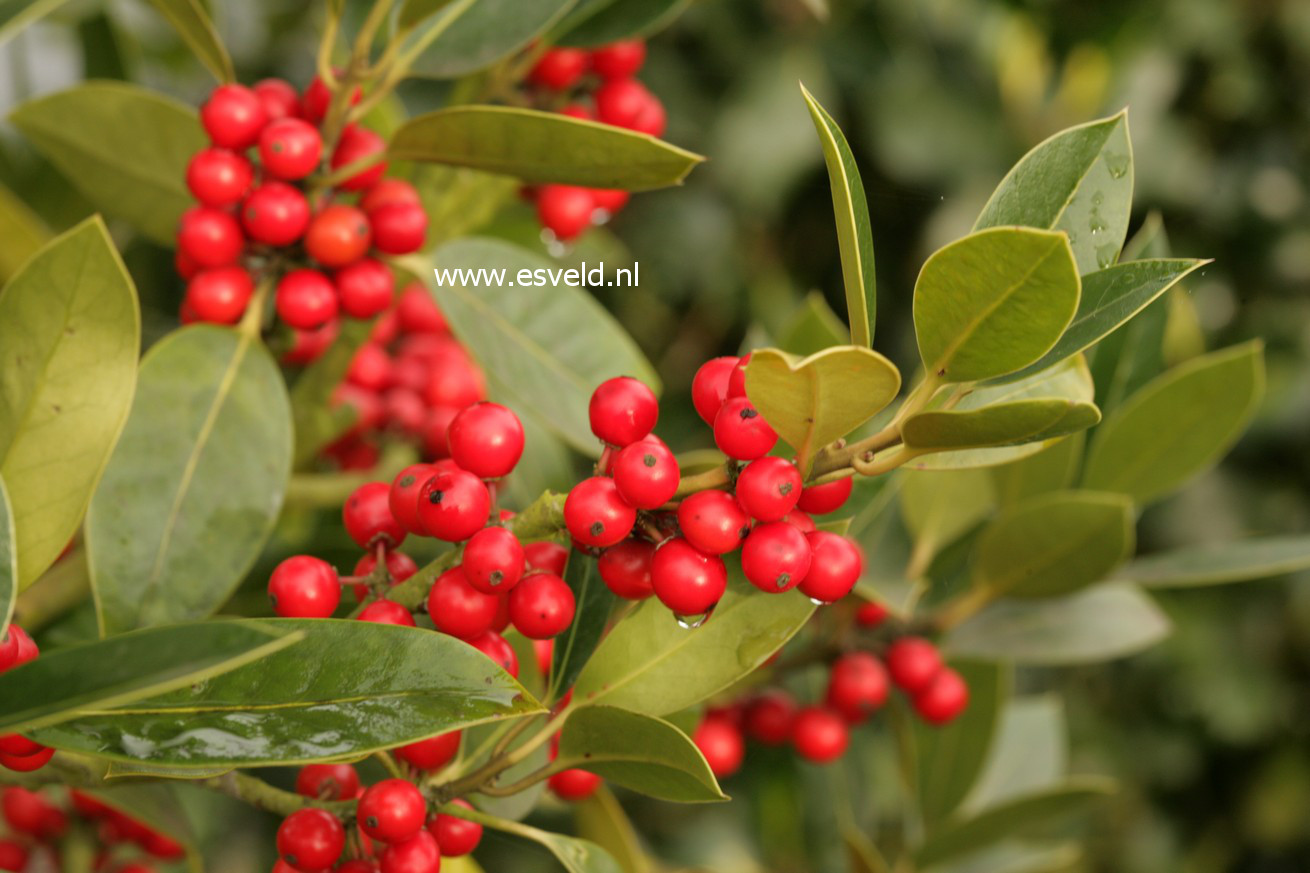 Ilex altaclerensis 'Belgica'
