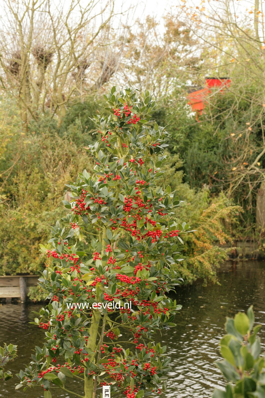 Ilex altaclerensis 'Belgica'