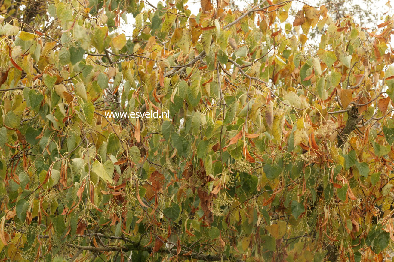 Tilia henryana