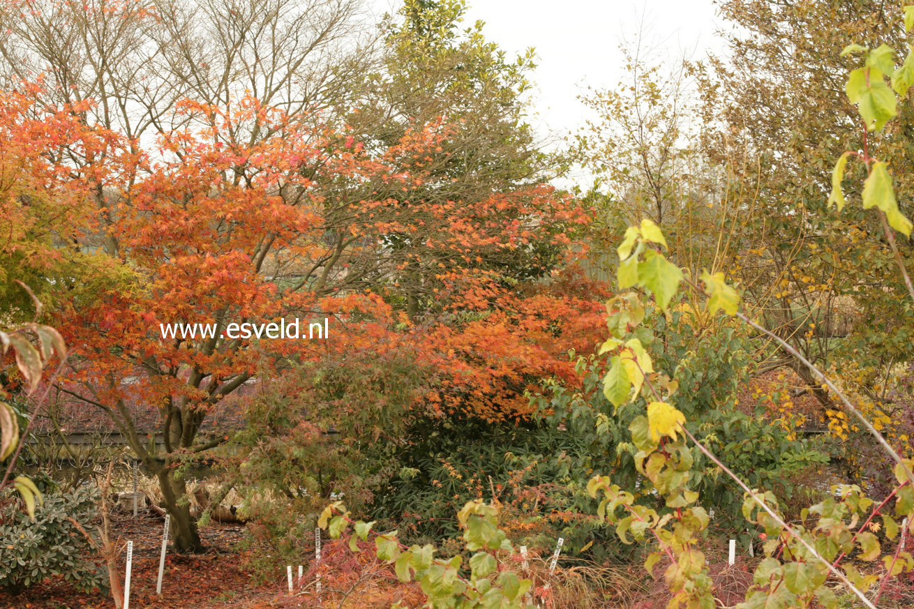 Acer palmatum 'Purpureum'