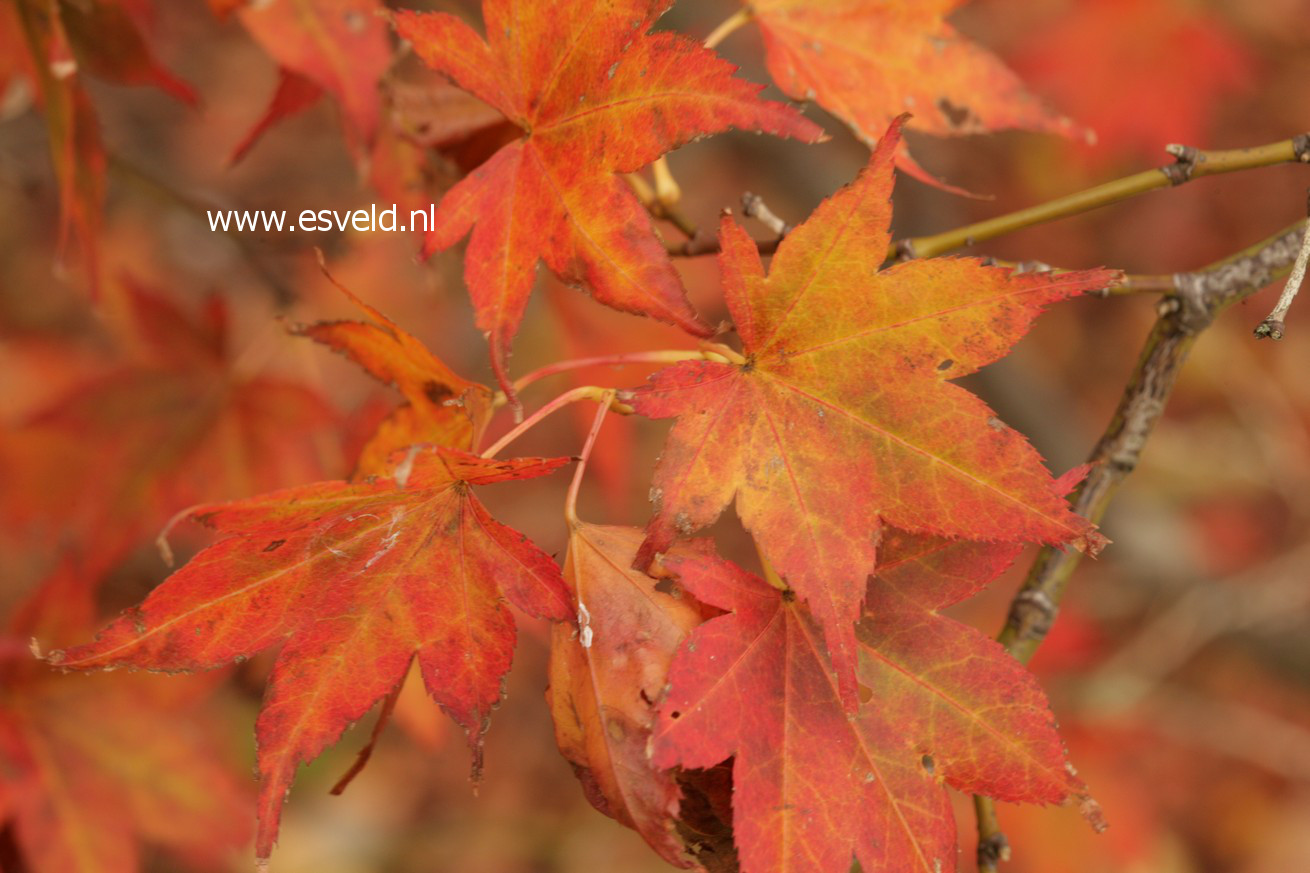 Acer palmatum 'Nigrum'