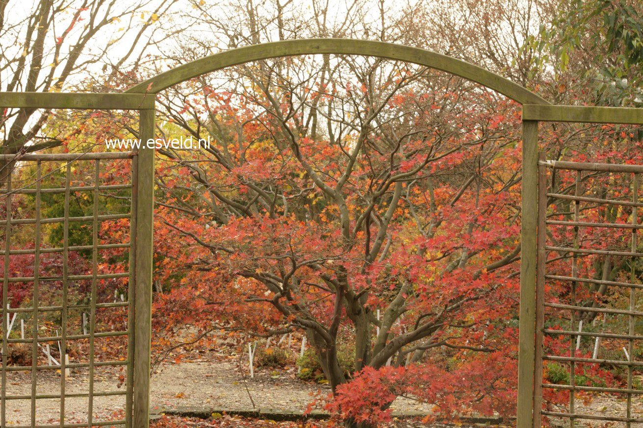 Acer palmatum 'Nigrum'