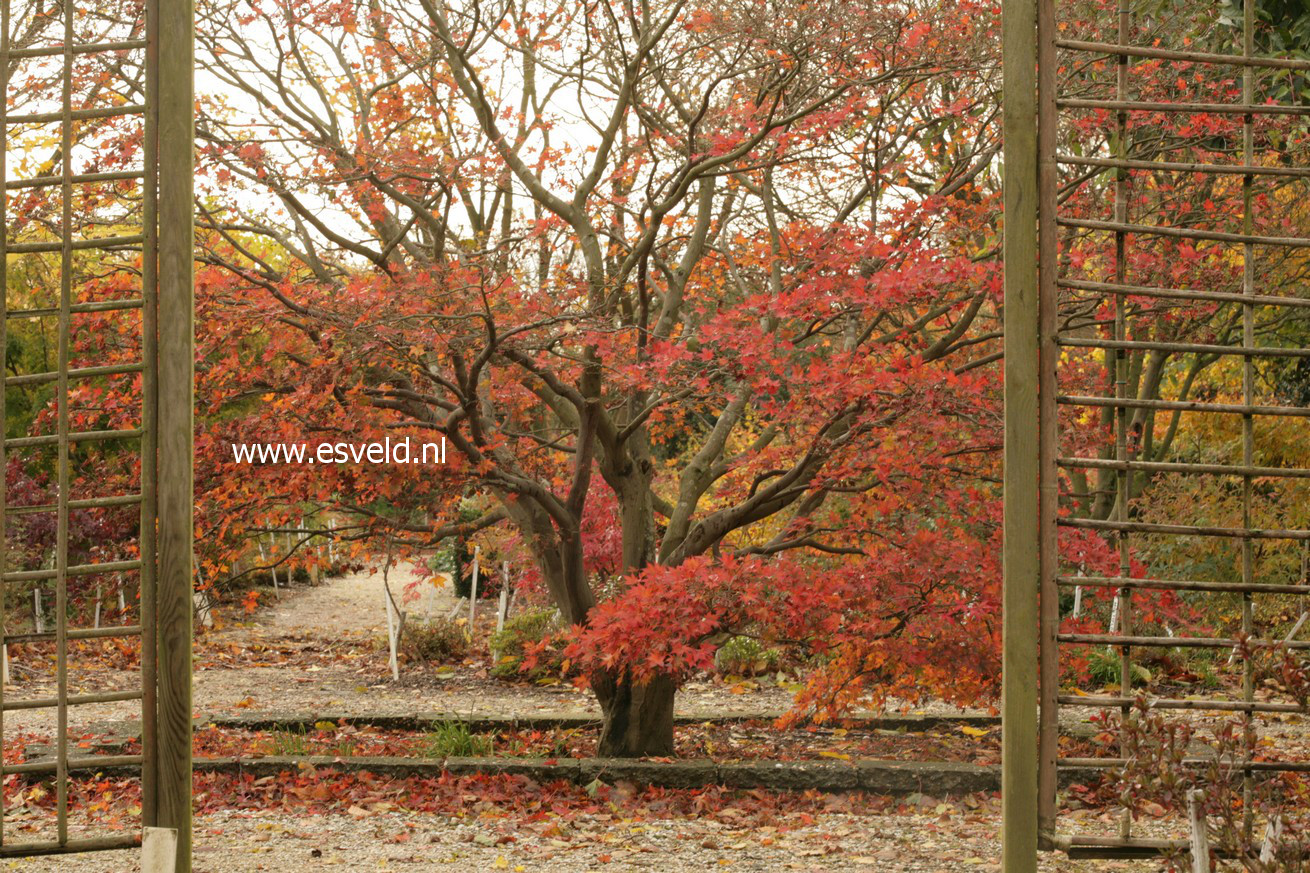 Acer palmatum 'Nigrum'