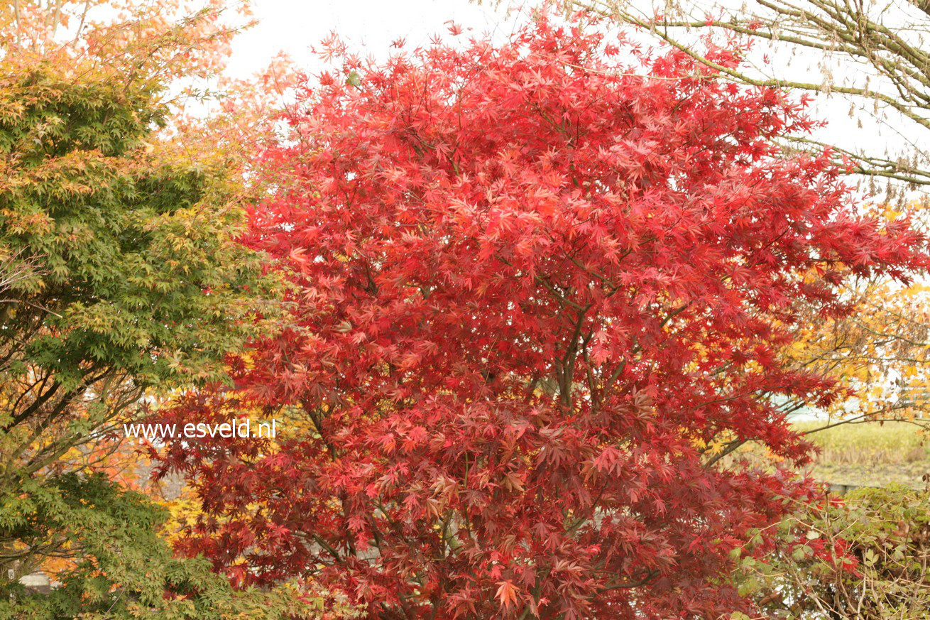 Acer palmatum 'Chitose yama'