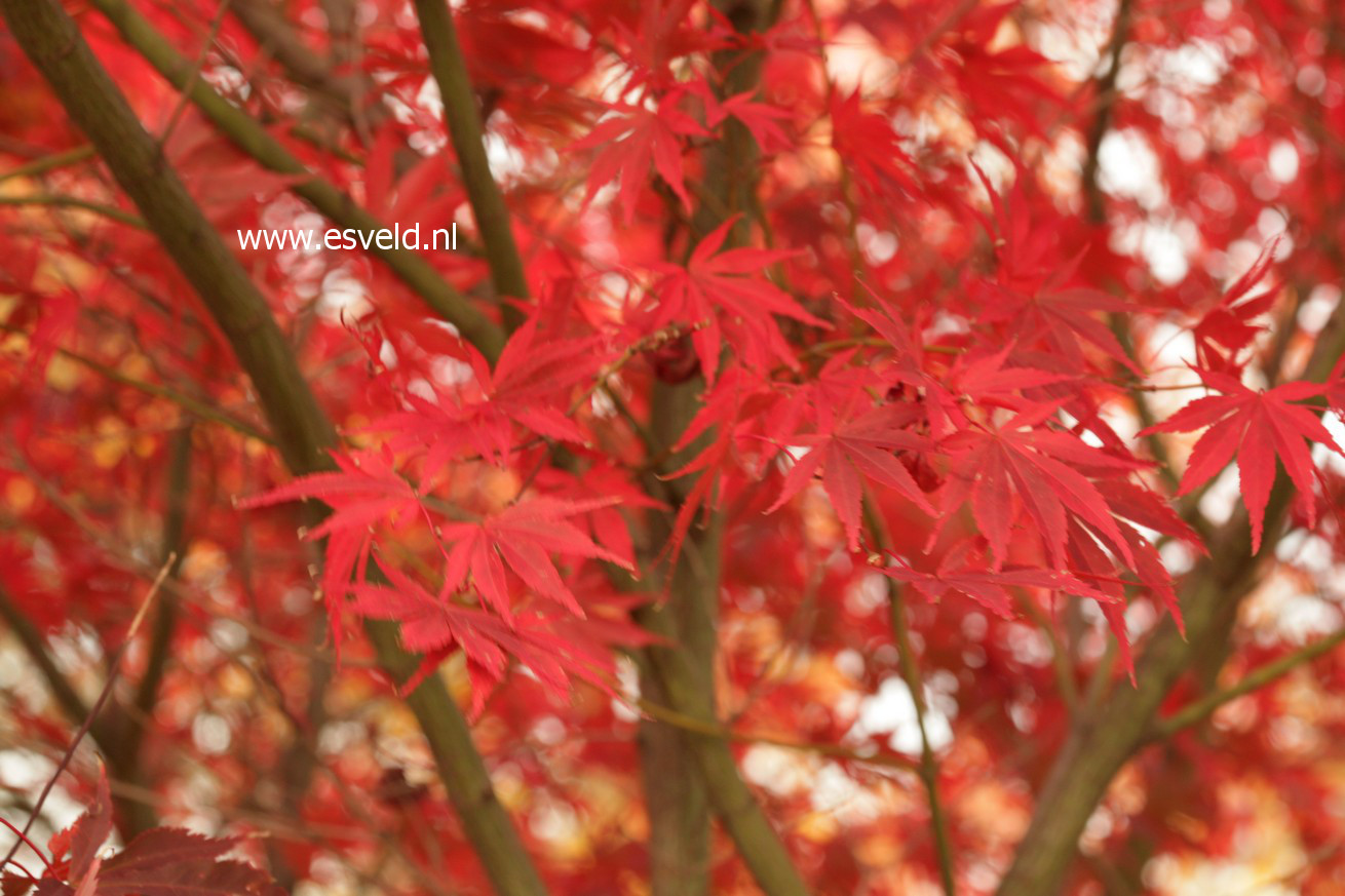 Acer palmatum 'Chitose yama'