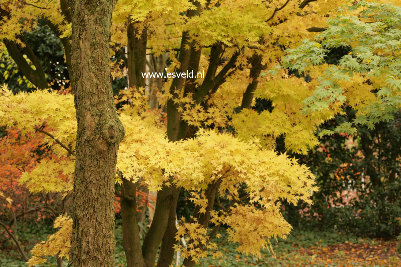 Acer palmatum 'Sango kaku'