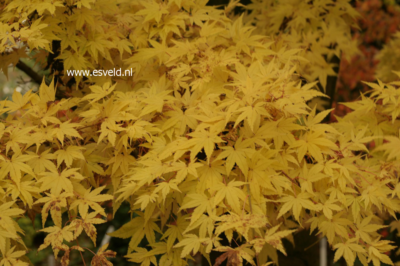 Acer palmatum 'Sango kaku'