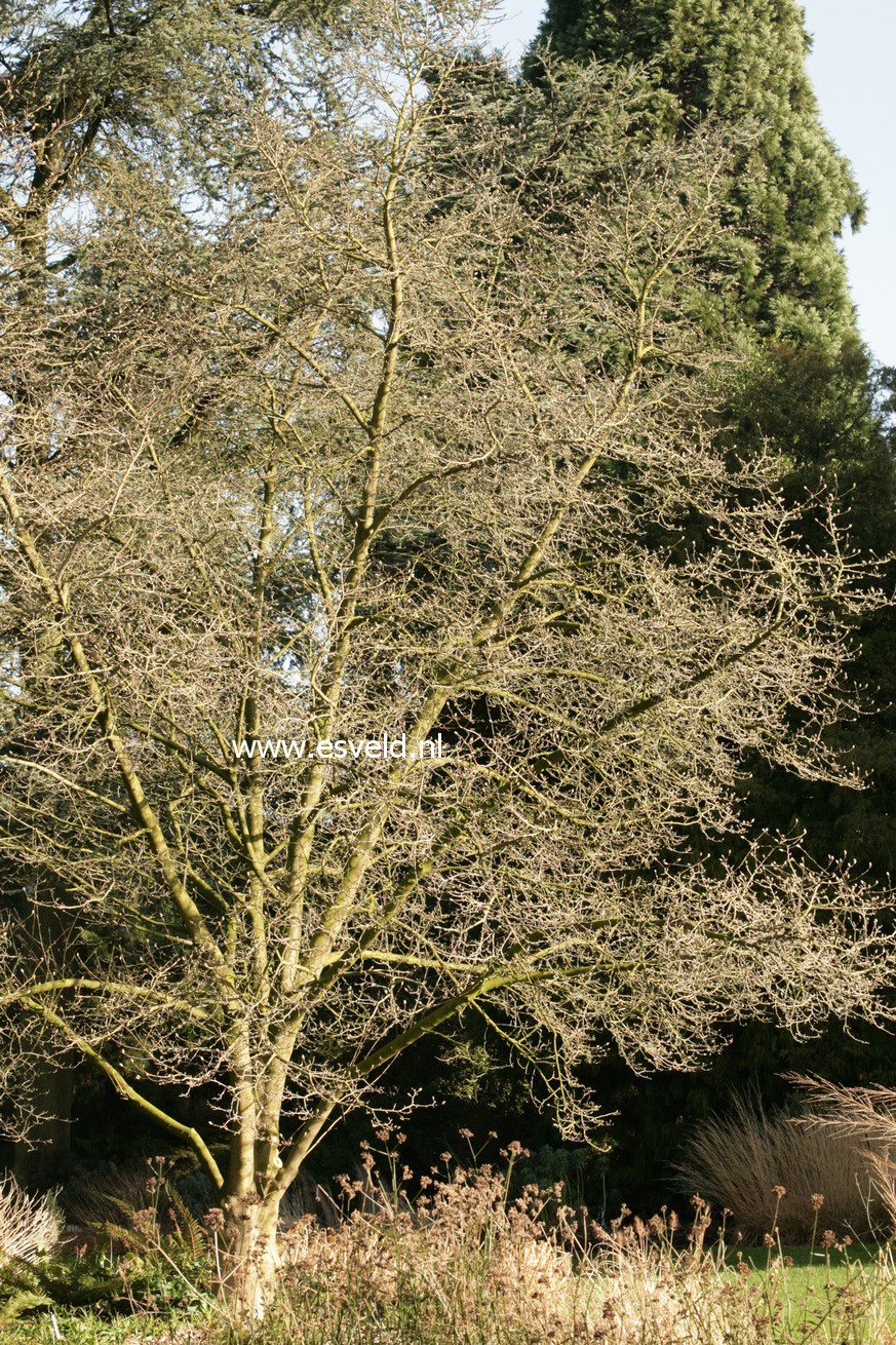 Magnolia 'Norman Gould'