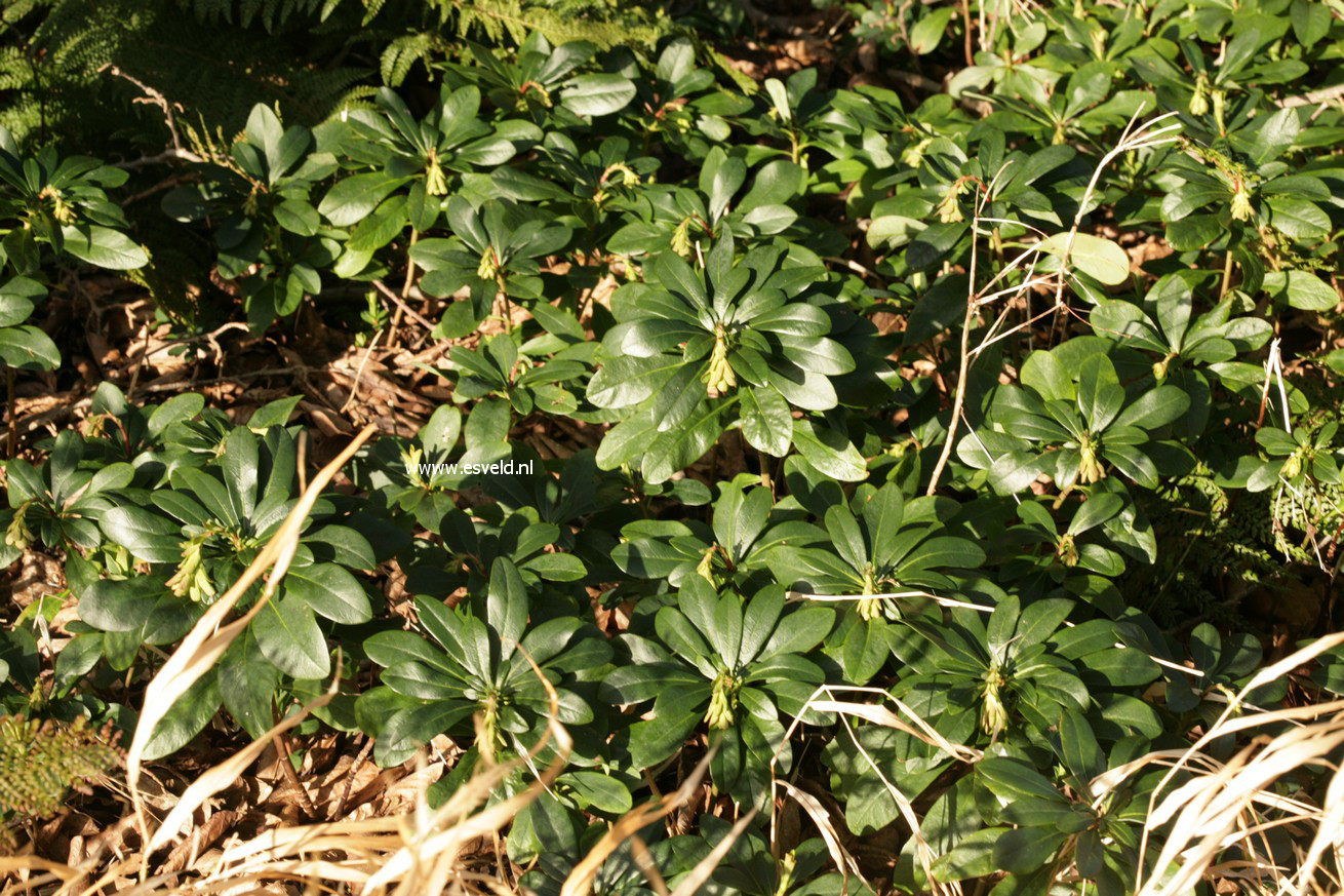 Euphorbia amygdaloides var. robbiae