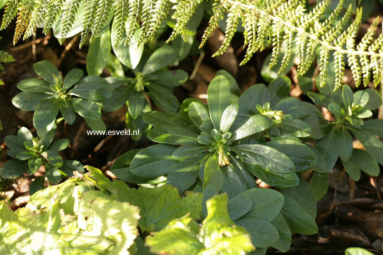 Euphorbia amygdaloides var. robbiae