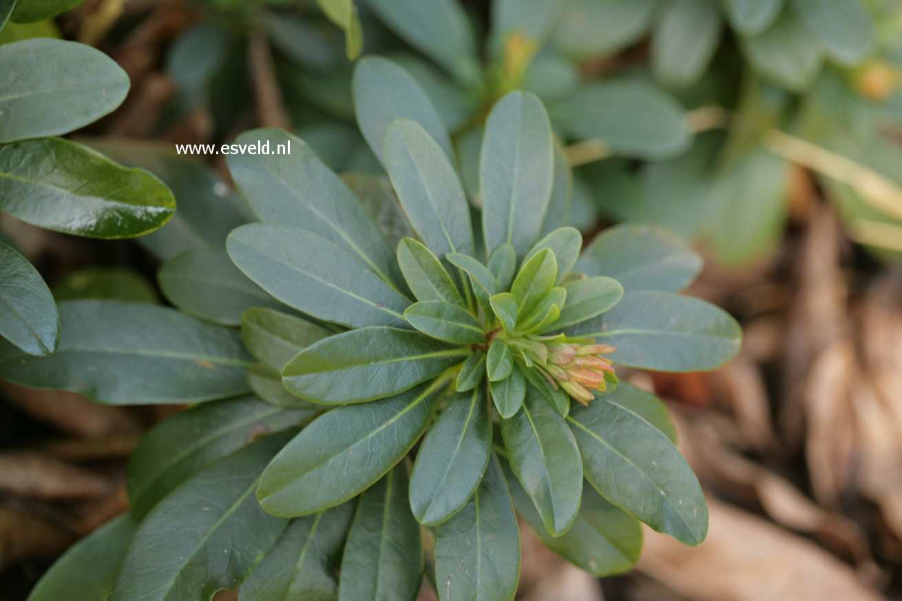 Euphorbia amygdaloides var. robbiae