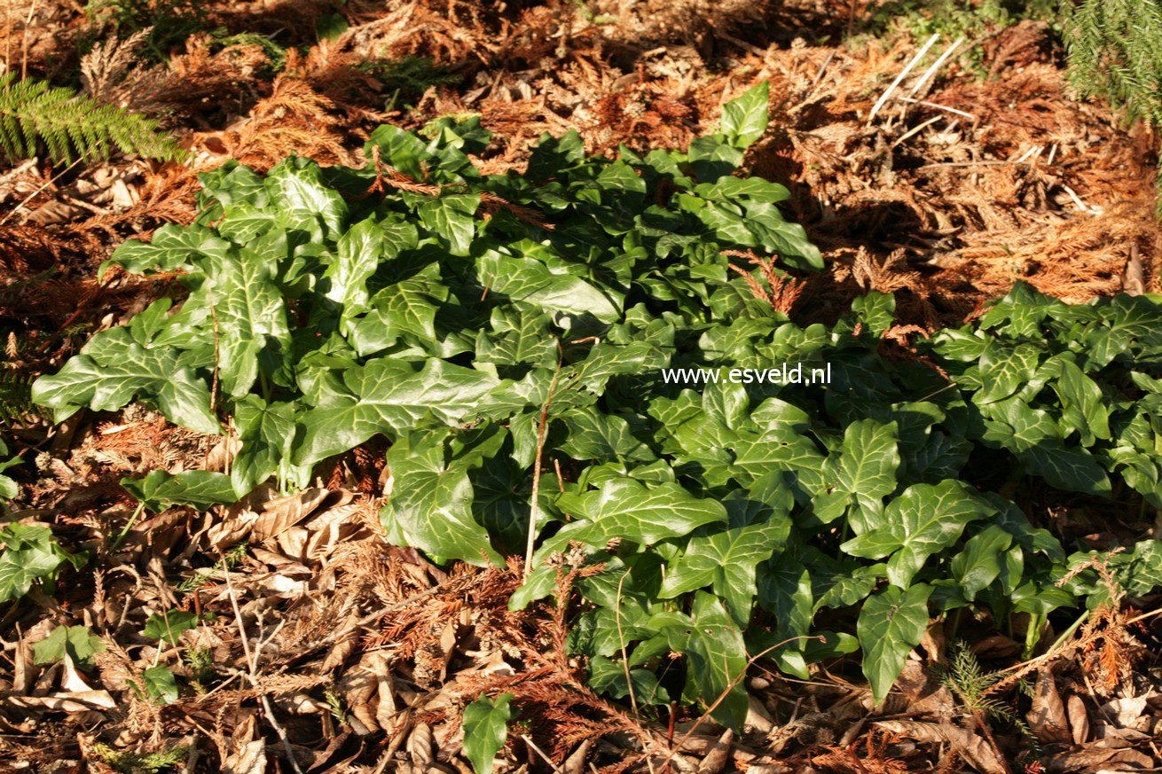 Arum italicum