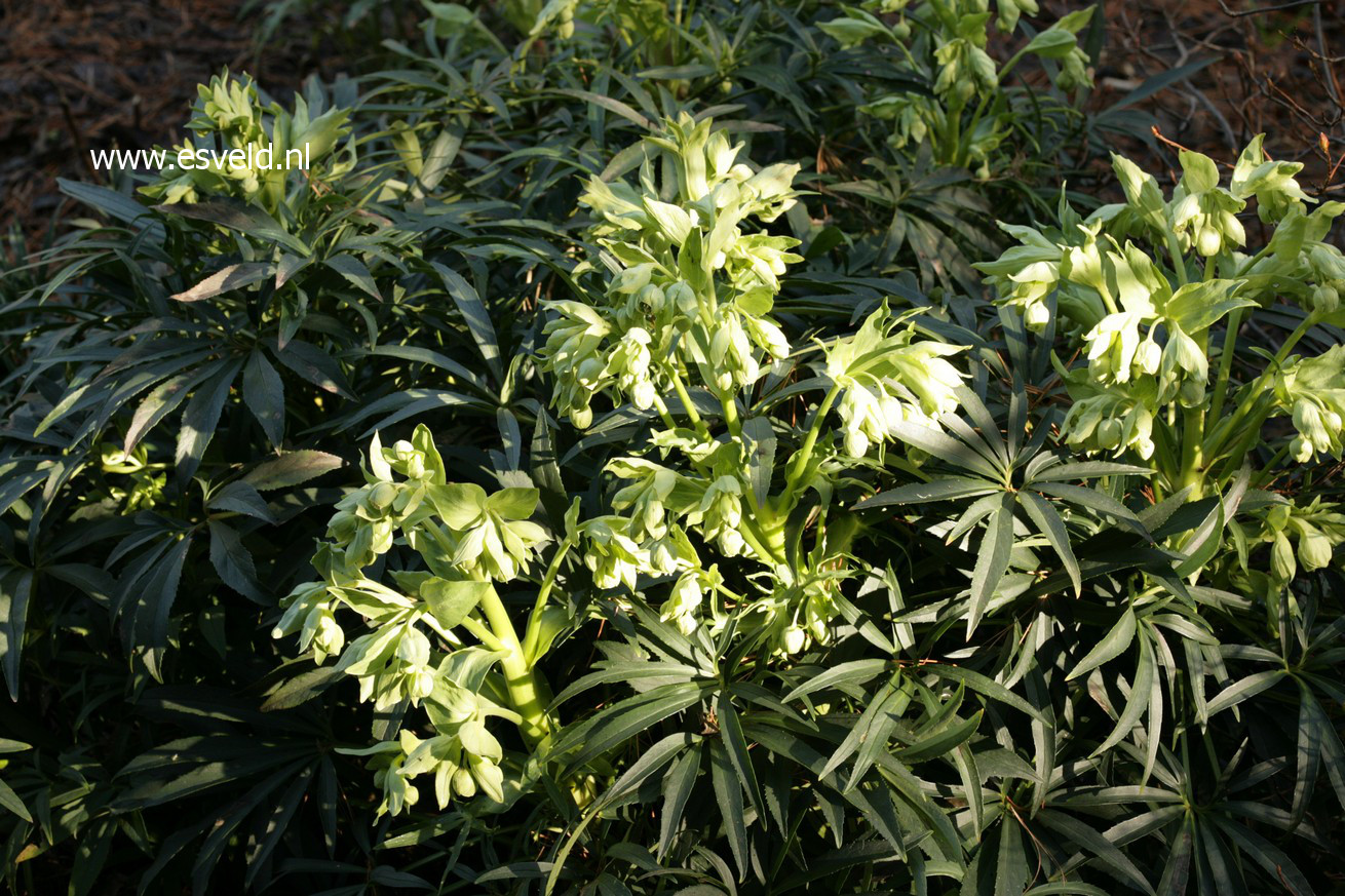 Helleborus foetidus