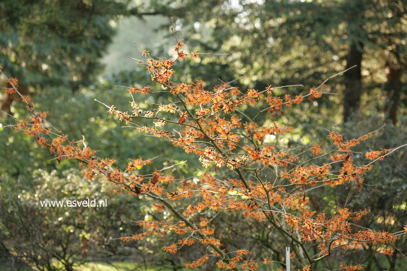 Hamamelis intermedia 'Aphrodite'