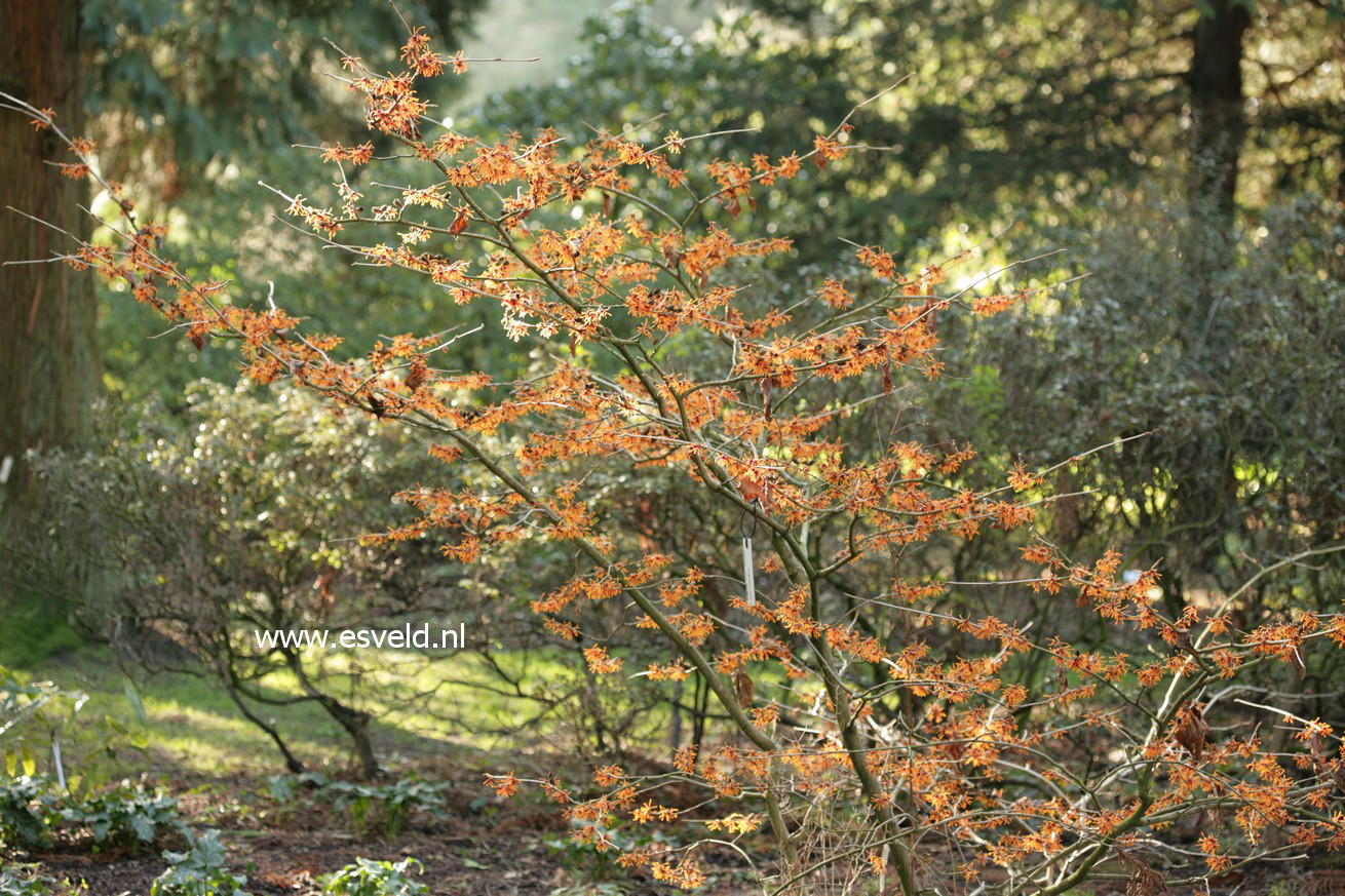 Hamamelis intermedia 'Aphrodite'