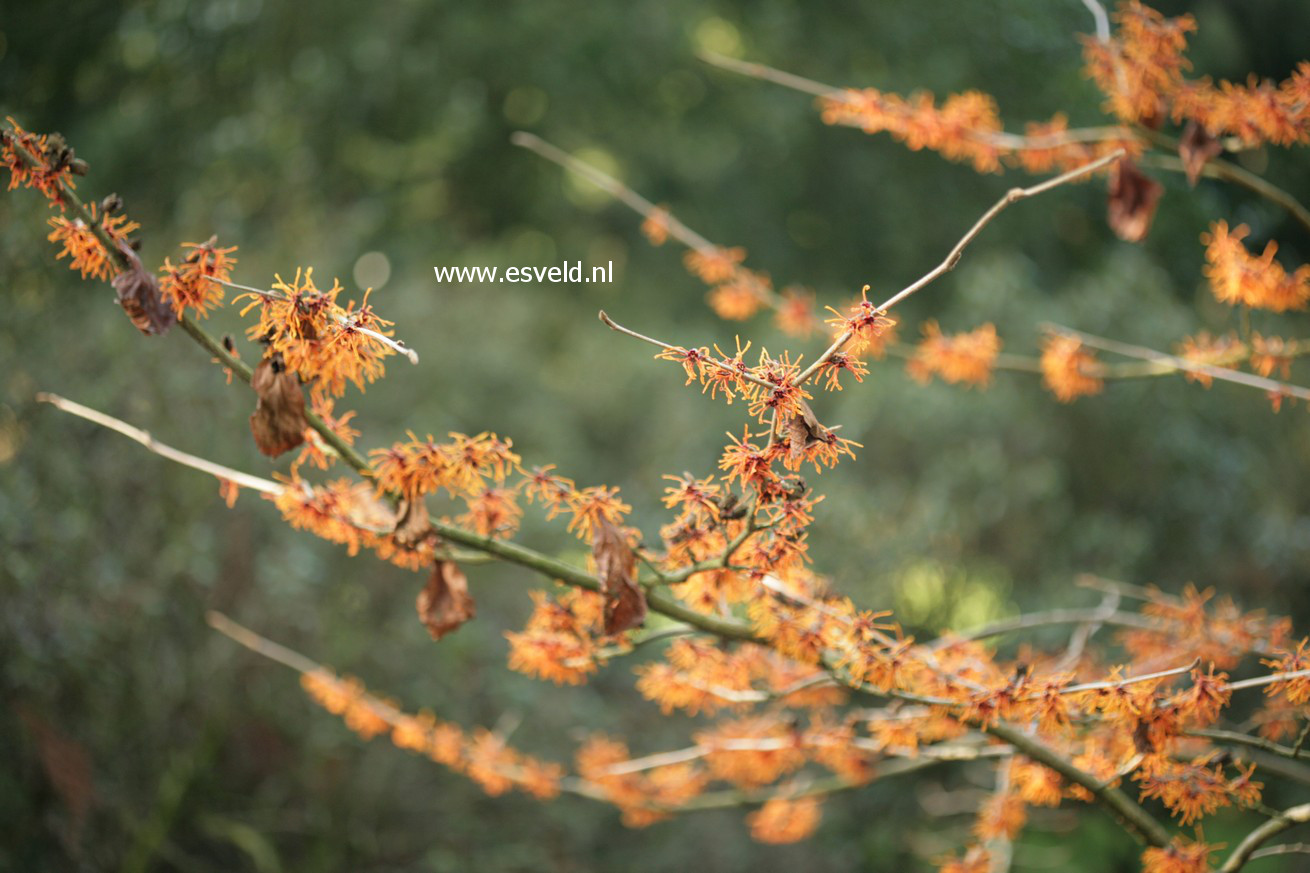 Hamamelis intermedia 'Aphrodite'