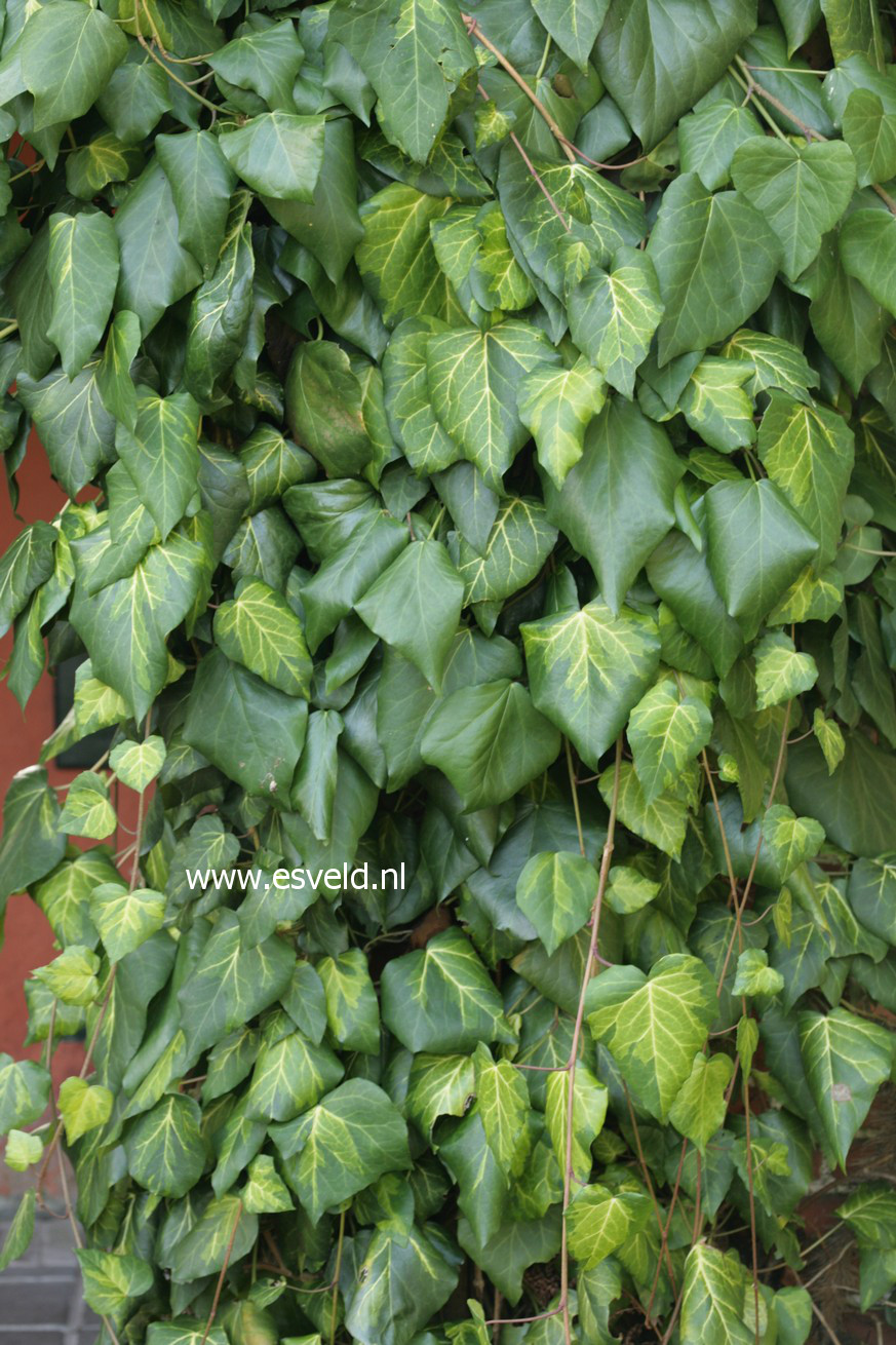 Hedera colchica 'Sulphur Heart'