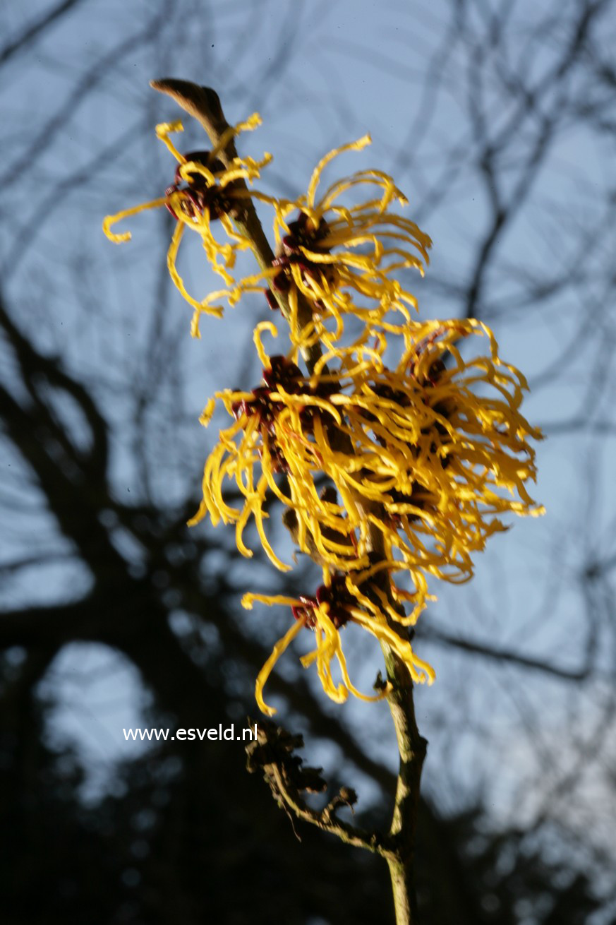 Hamamelis intermedia 'Nina'