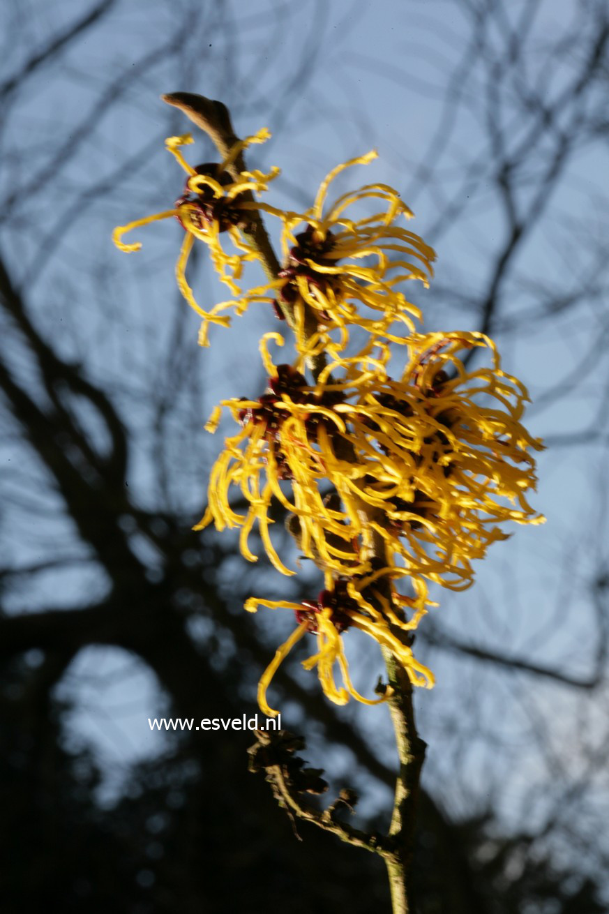 Hamamelis intermedia 'Nina'