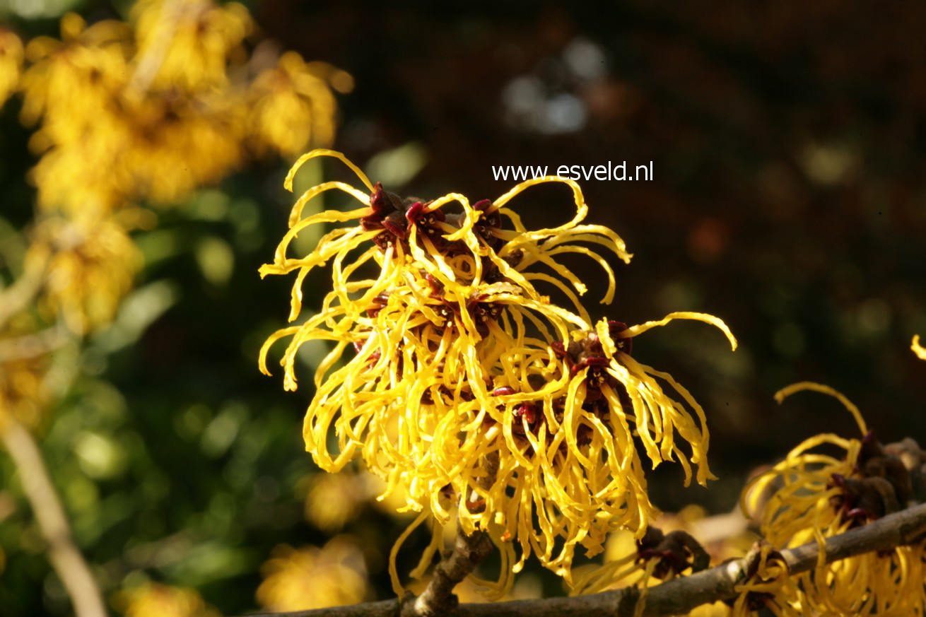 Hamamelis intermedia 'Nina'