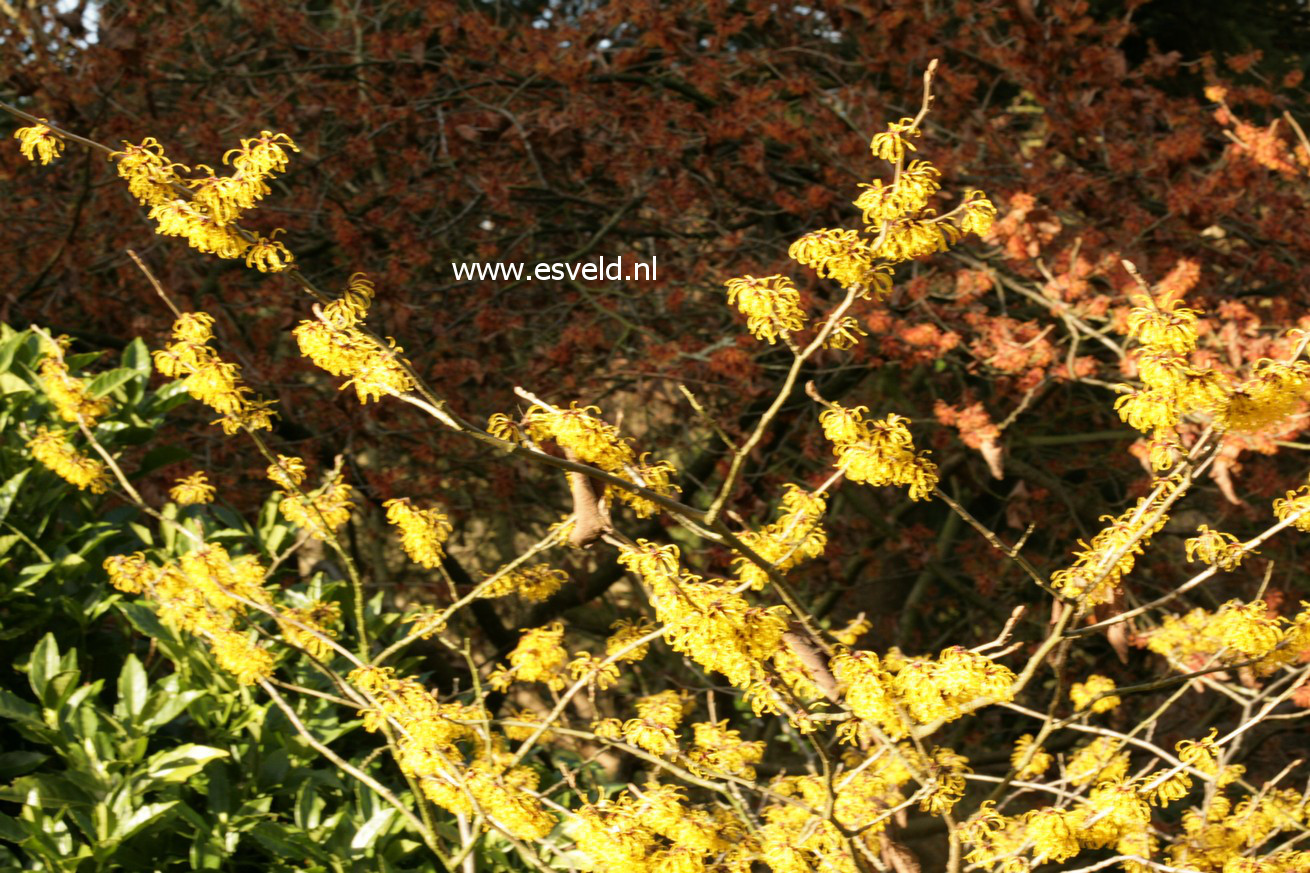 Hamamelis intermedia 'Nina'