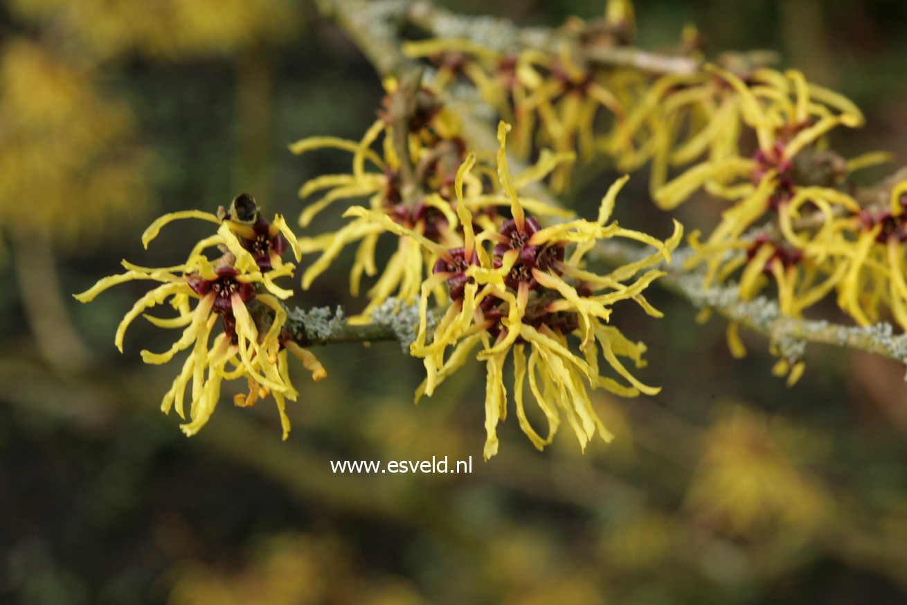 Hamamelis intermedia 'Amanon'
