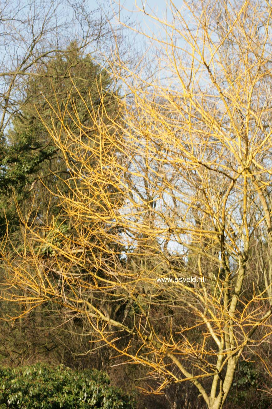 Styphnolobium japonicum 'Golden Standard'