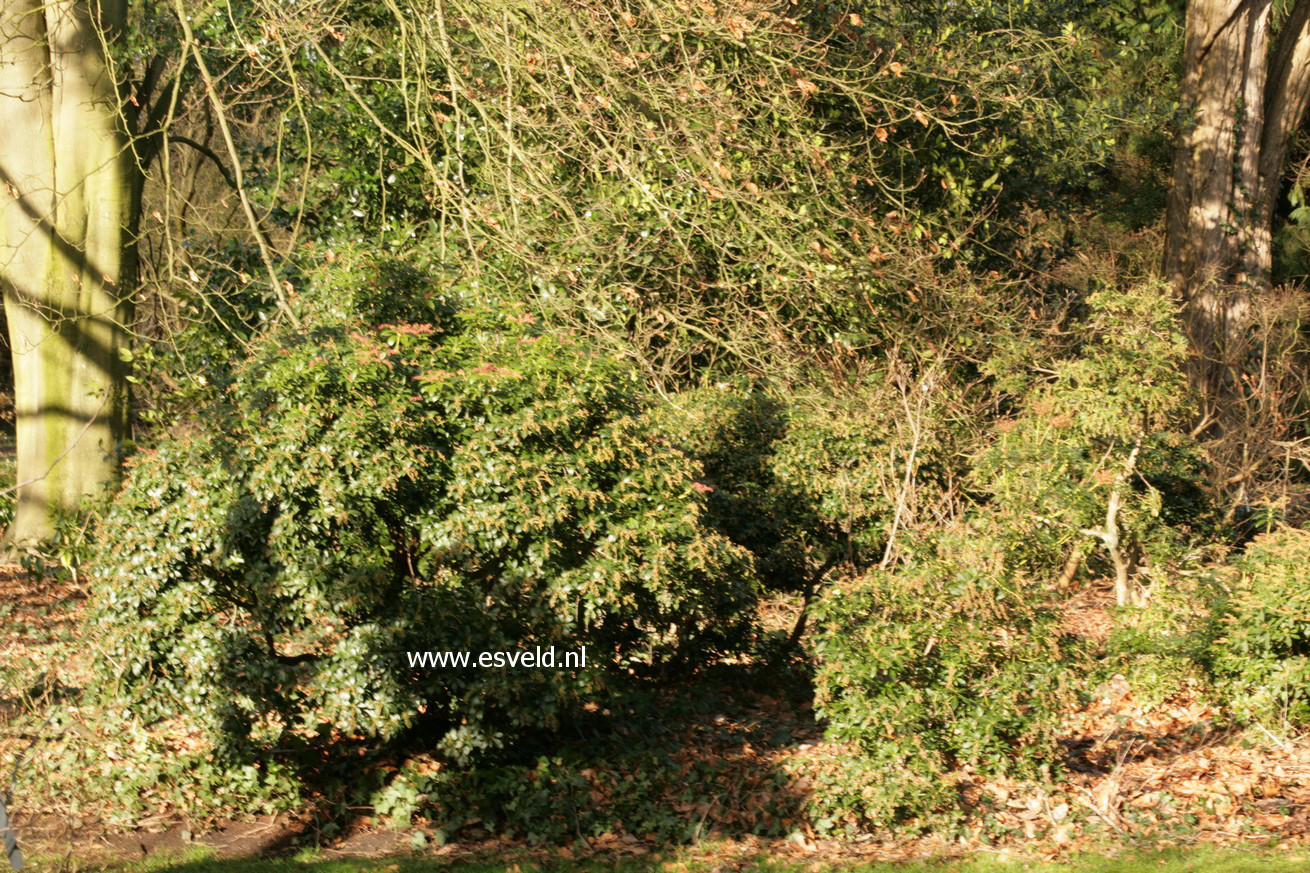 Pieris japonica