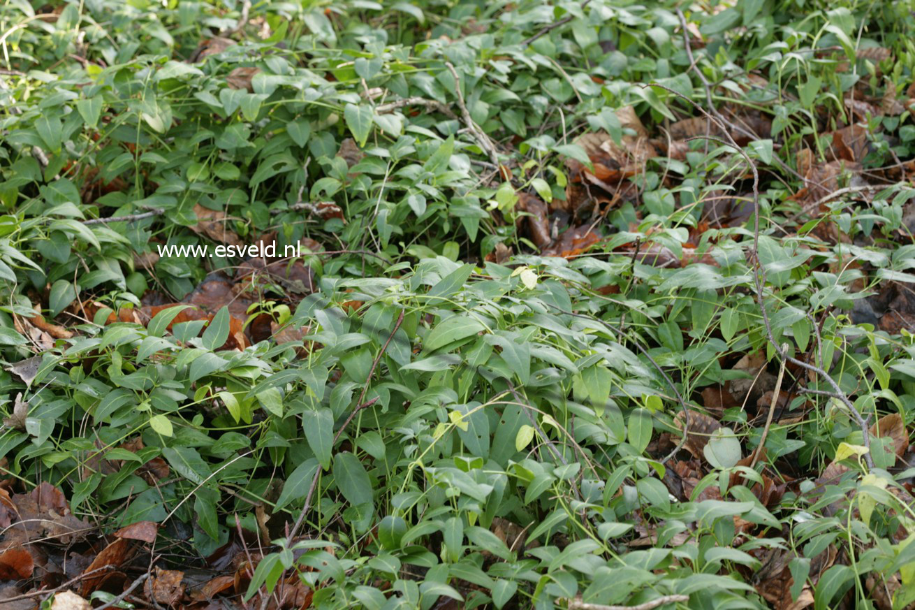 Vinca major