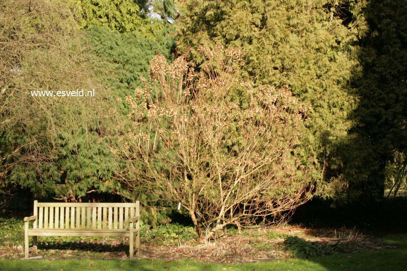 Hydrangea paniculata 'White Lace'