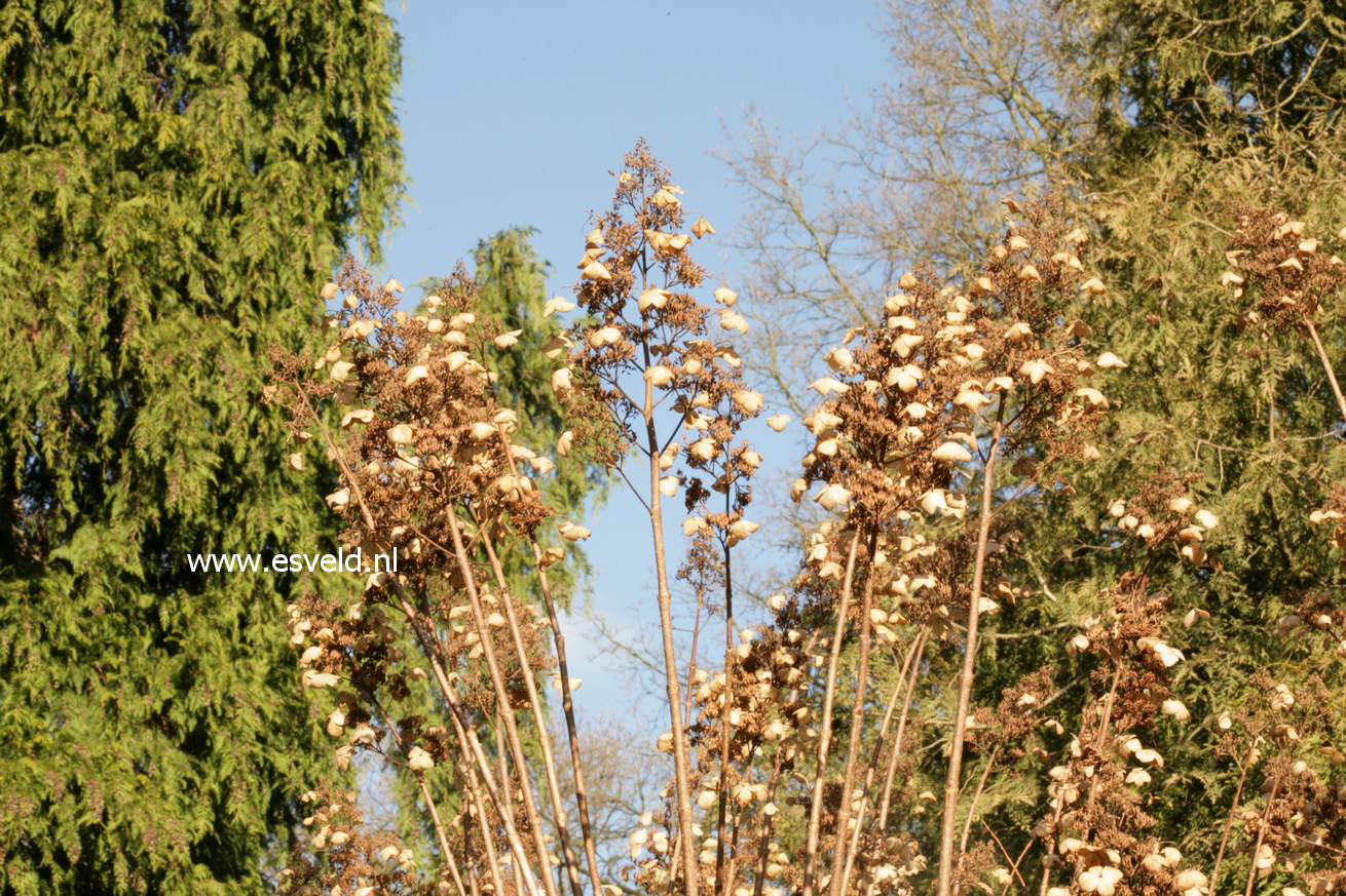 Hydrangea paniculata 'White Lace'