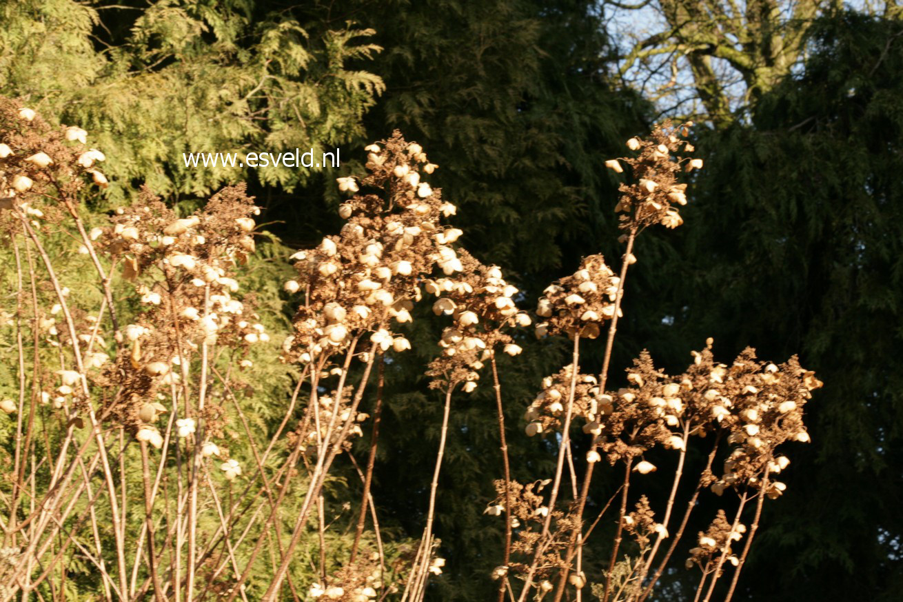 Hydrangea paniculata 'White Lace'