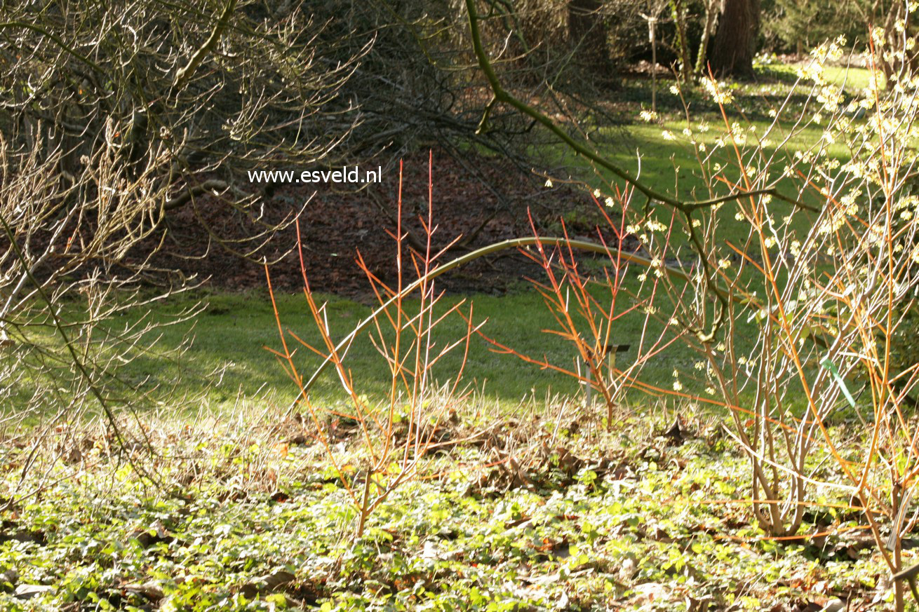 Cornus sanguinea 'Midwinter Fire'