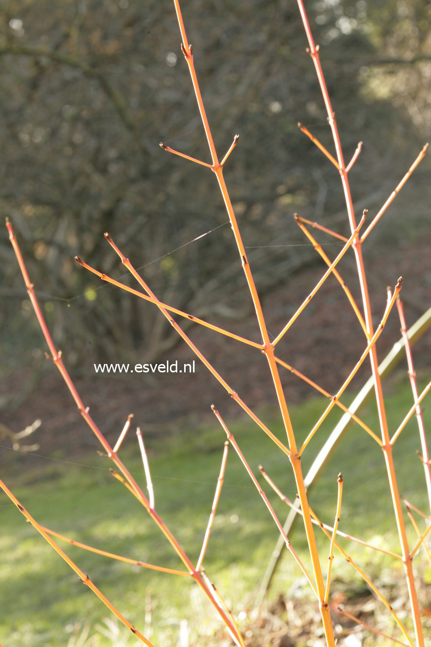 Cornus sanguinea 'Midwinter Fire'