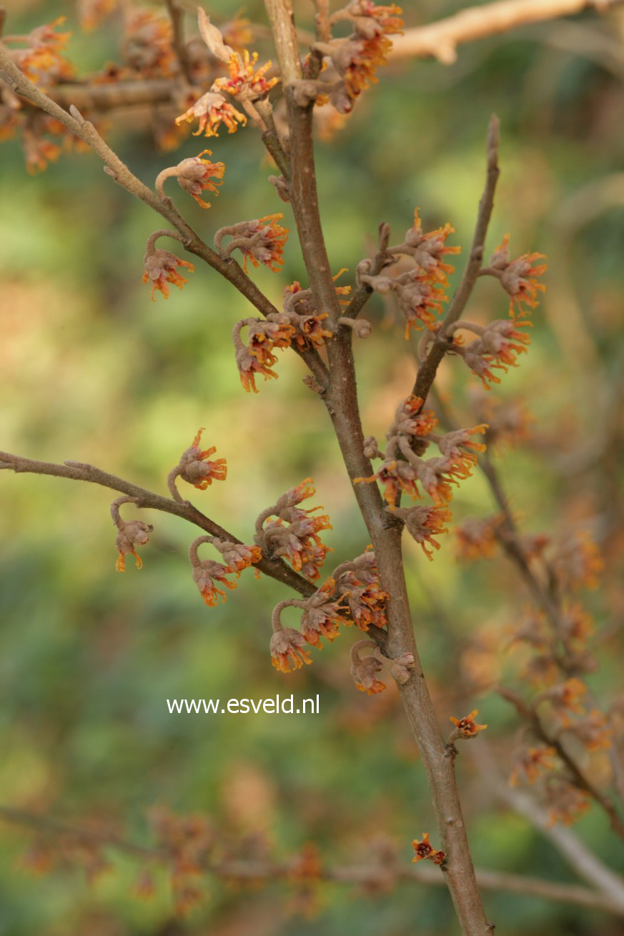 Hamamelis vernalis 'Quasimodo'
