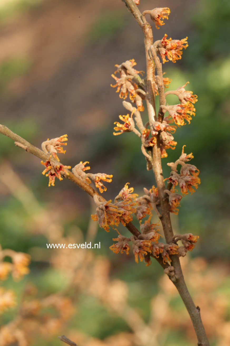 Hamamelis vernalis 'Quasimodo'