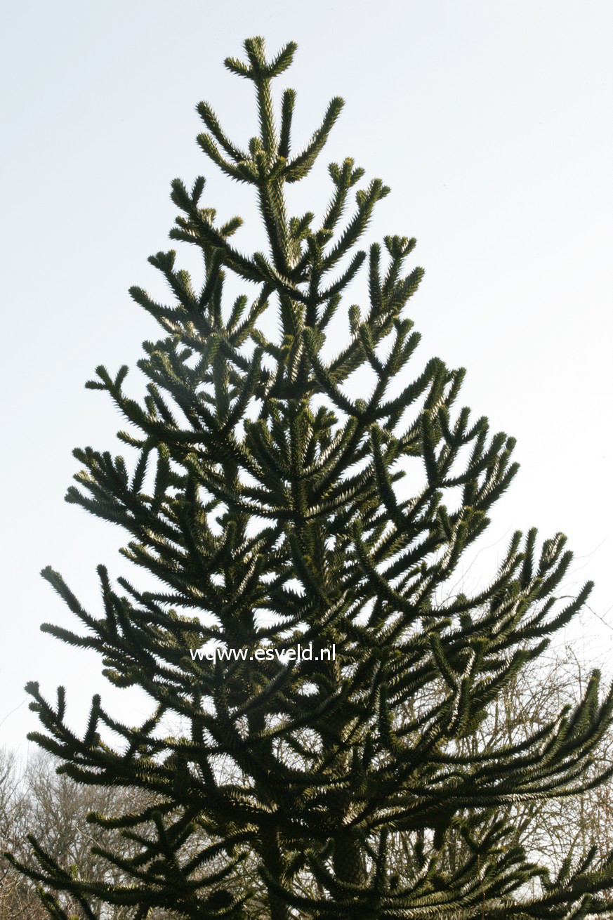 Araucaria araucana