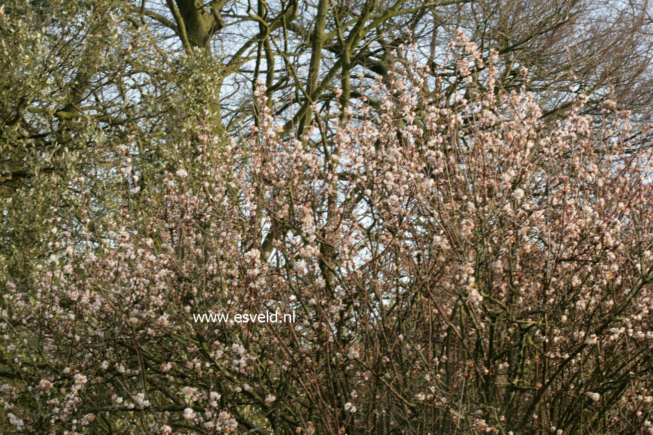 Viburnum bodnantense 'Deben'