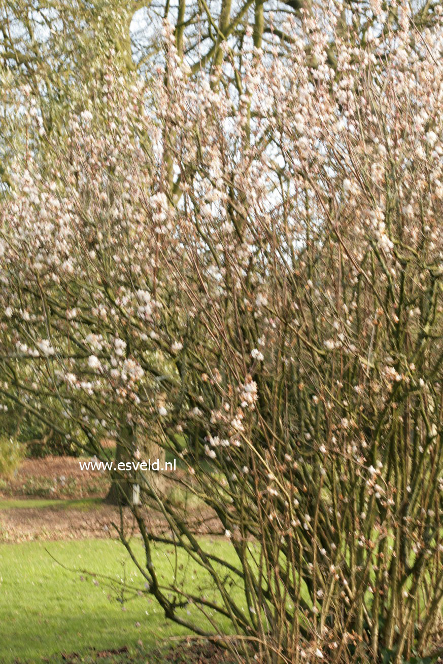 Viburnum bodnantense 'Deben'