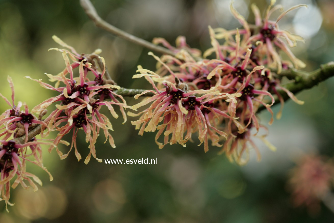 Hamamelis intermedia 'Strawberry and Cream'