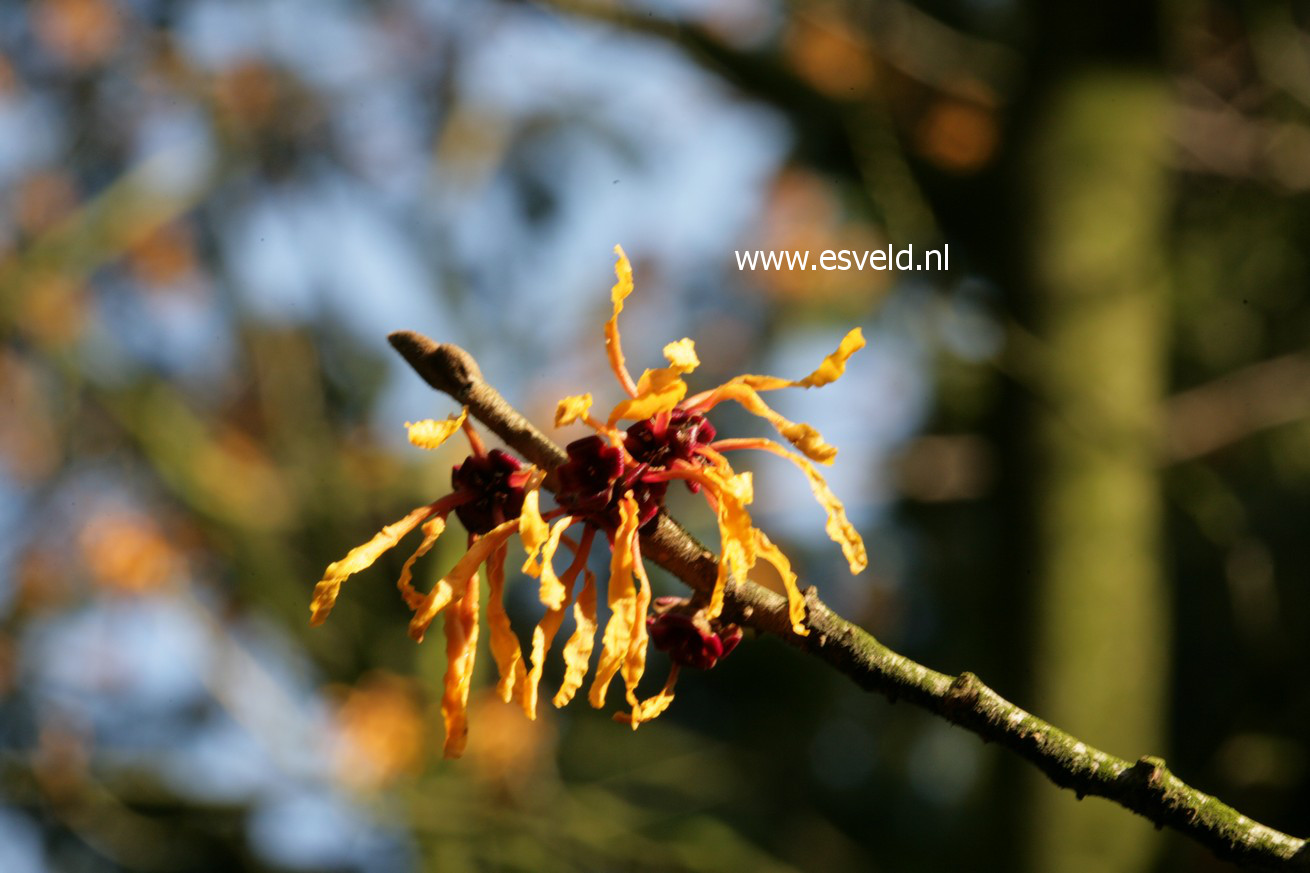 Hamamelis intermedia 'Orange Peel'